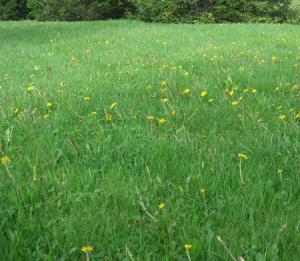 a beautiful blue grass lawn 