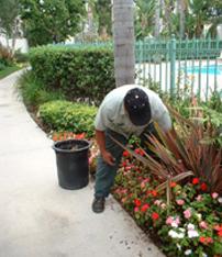 one of our Vallejo sprinkler repair techs is checking the irrigation system